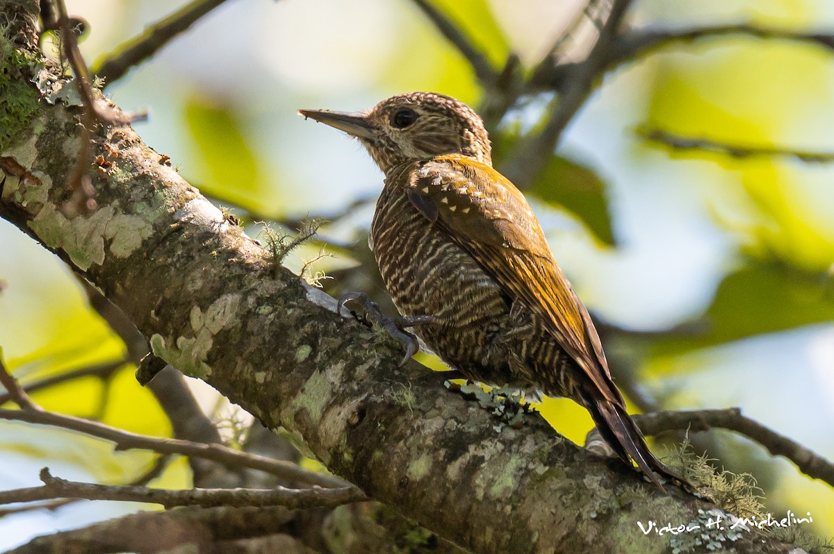 Dot-fronted Woodpecker - ML620839797