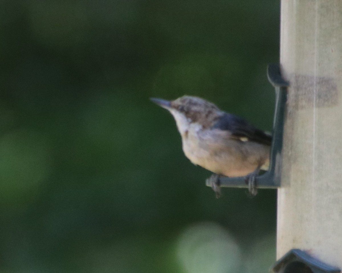 Brown-headed Nuthatch - ML620839803