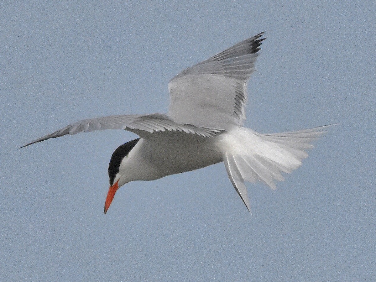 Common Tern - ML620839811