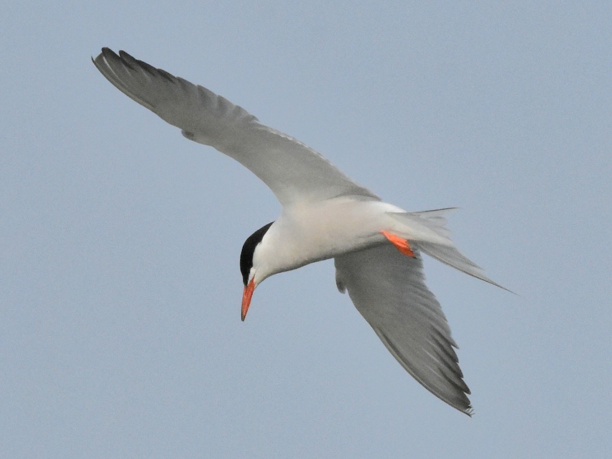 Common Tern - ML620839813