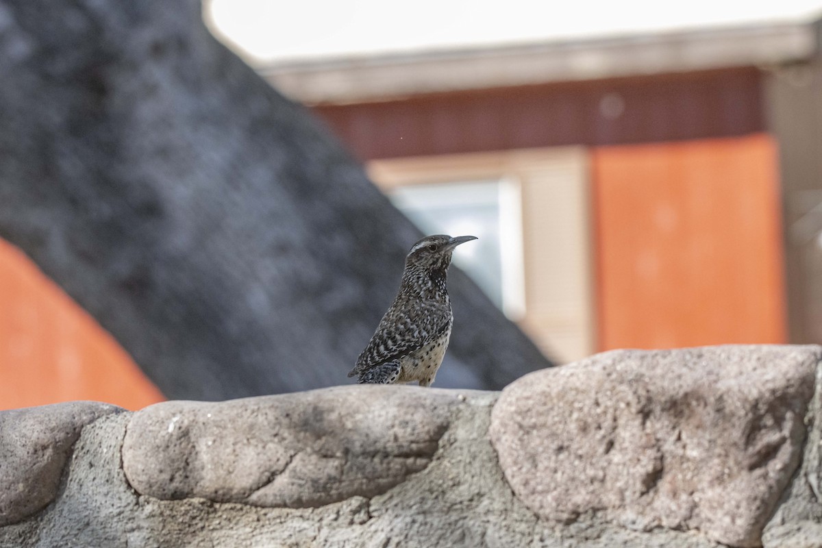 Cactus Wren - ML620839821