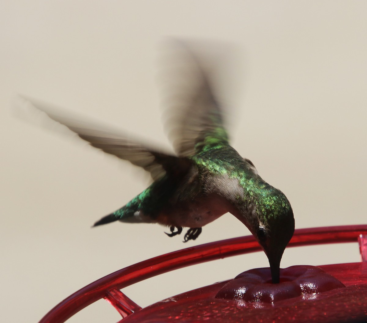 Ruby-throated Hummingbird - ML620839833