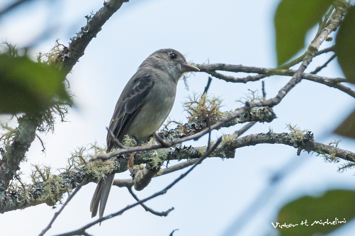 Southern Tropical Pewee - ML620839834
