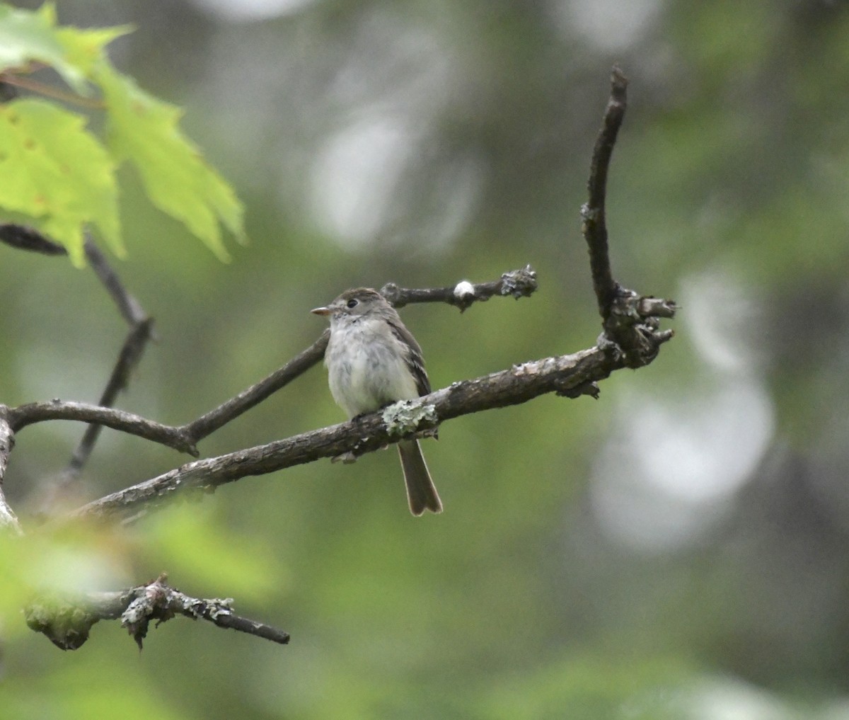 Least Flycatcher - Erin LeFevre