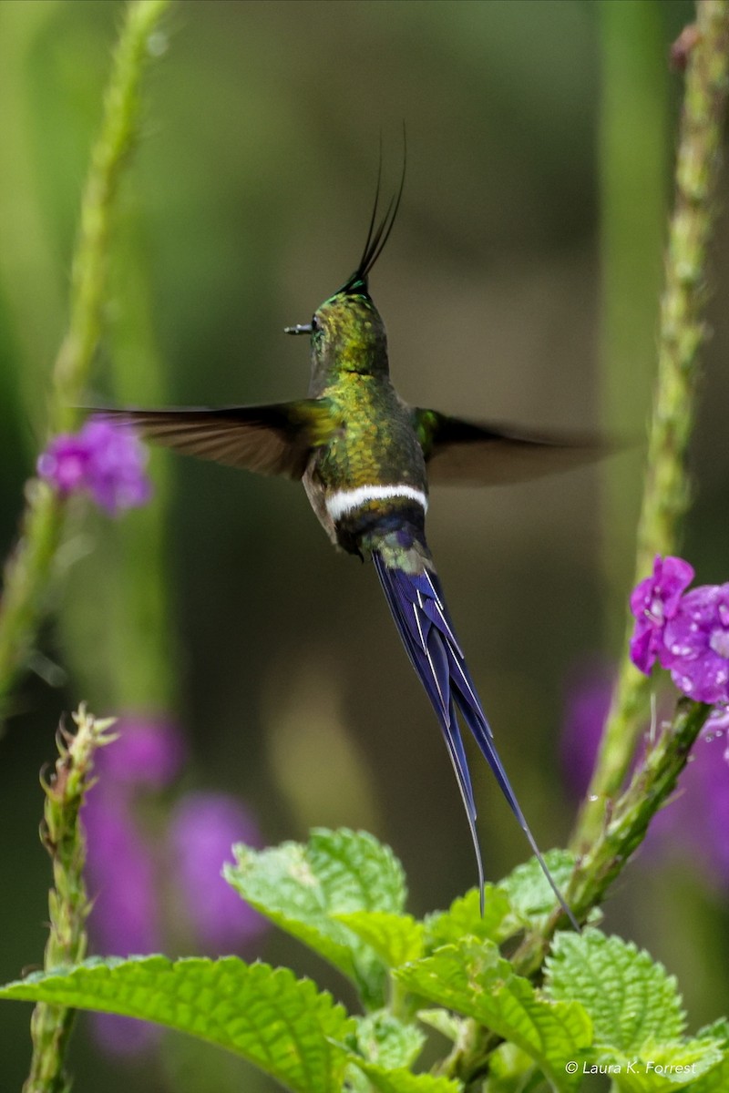 Wire-crested Thorntail - ML620839883