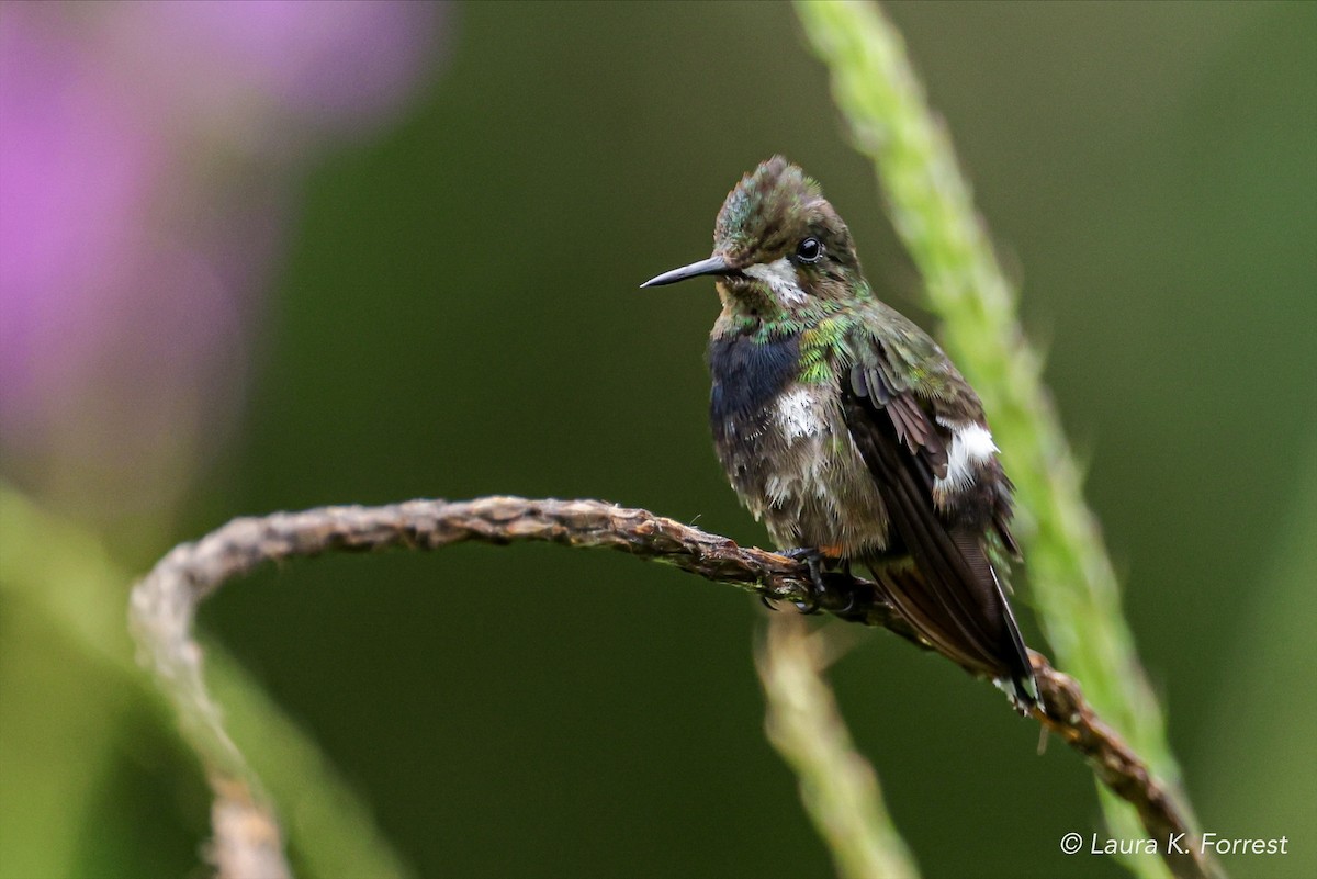 Wire-crested Thorntail - ML620839887