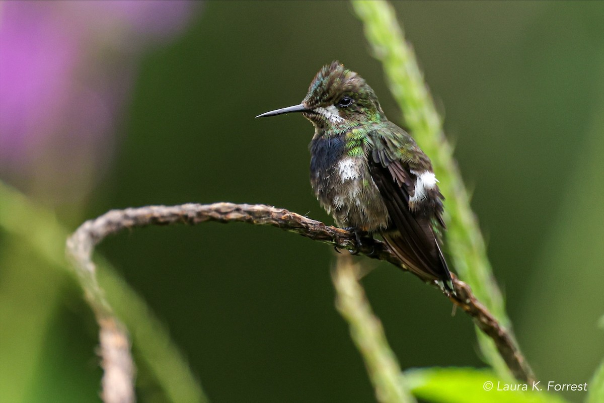 Wire-crested Thorntail - ML620839888