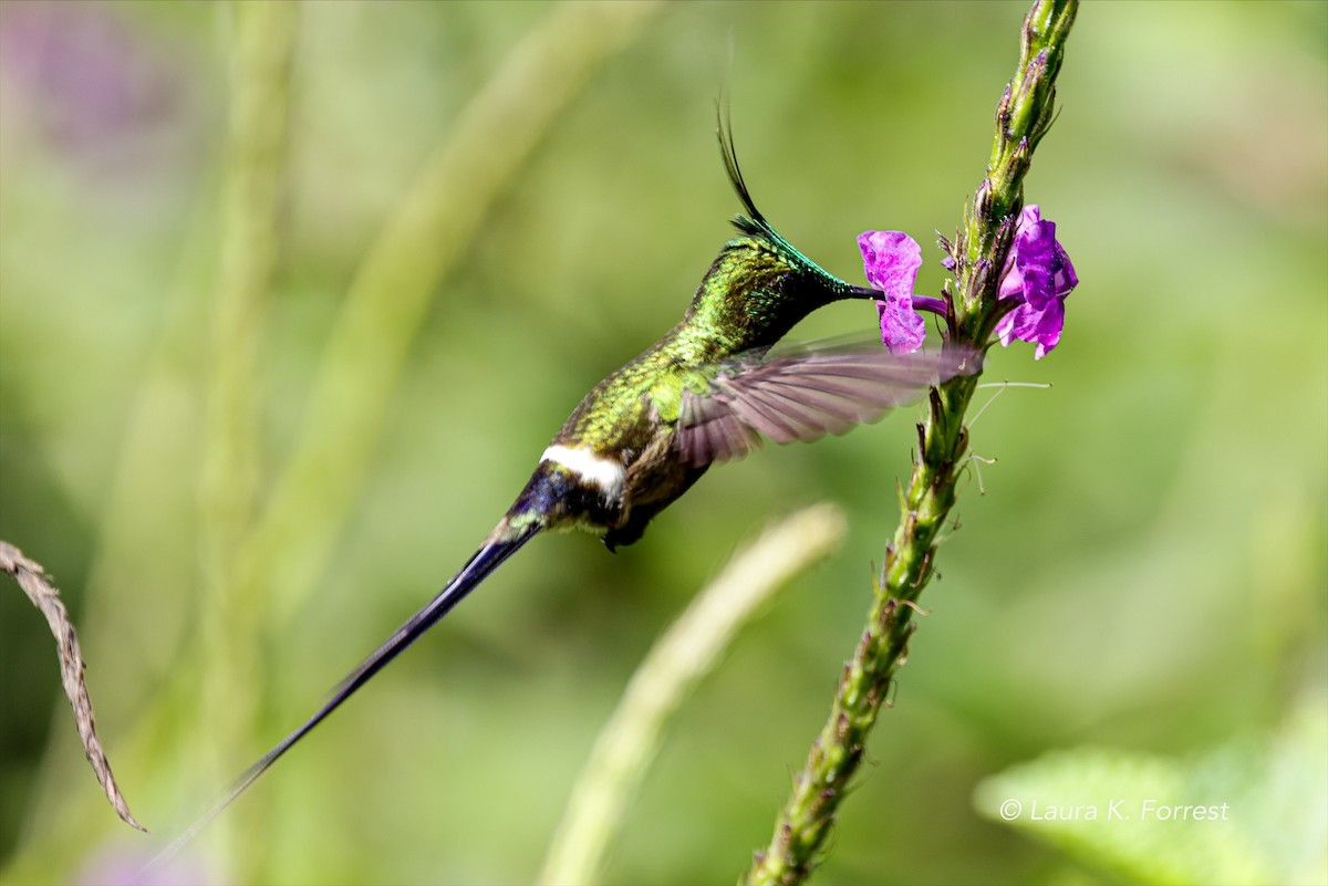 Wire-crested Thorntail - ML620839891