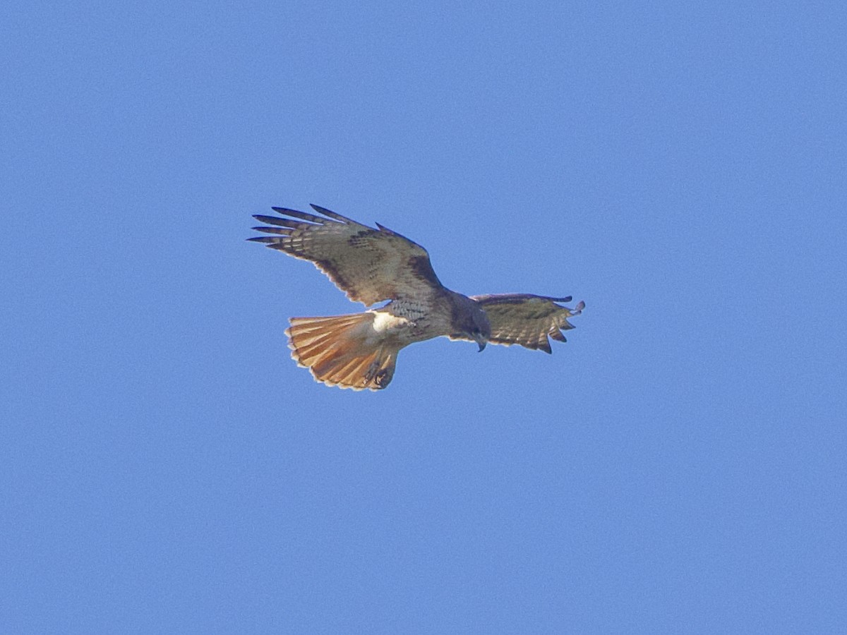 Red-tailed Hawk - ML620839903