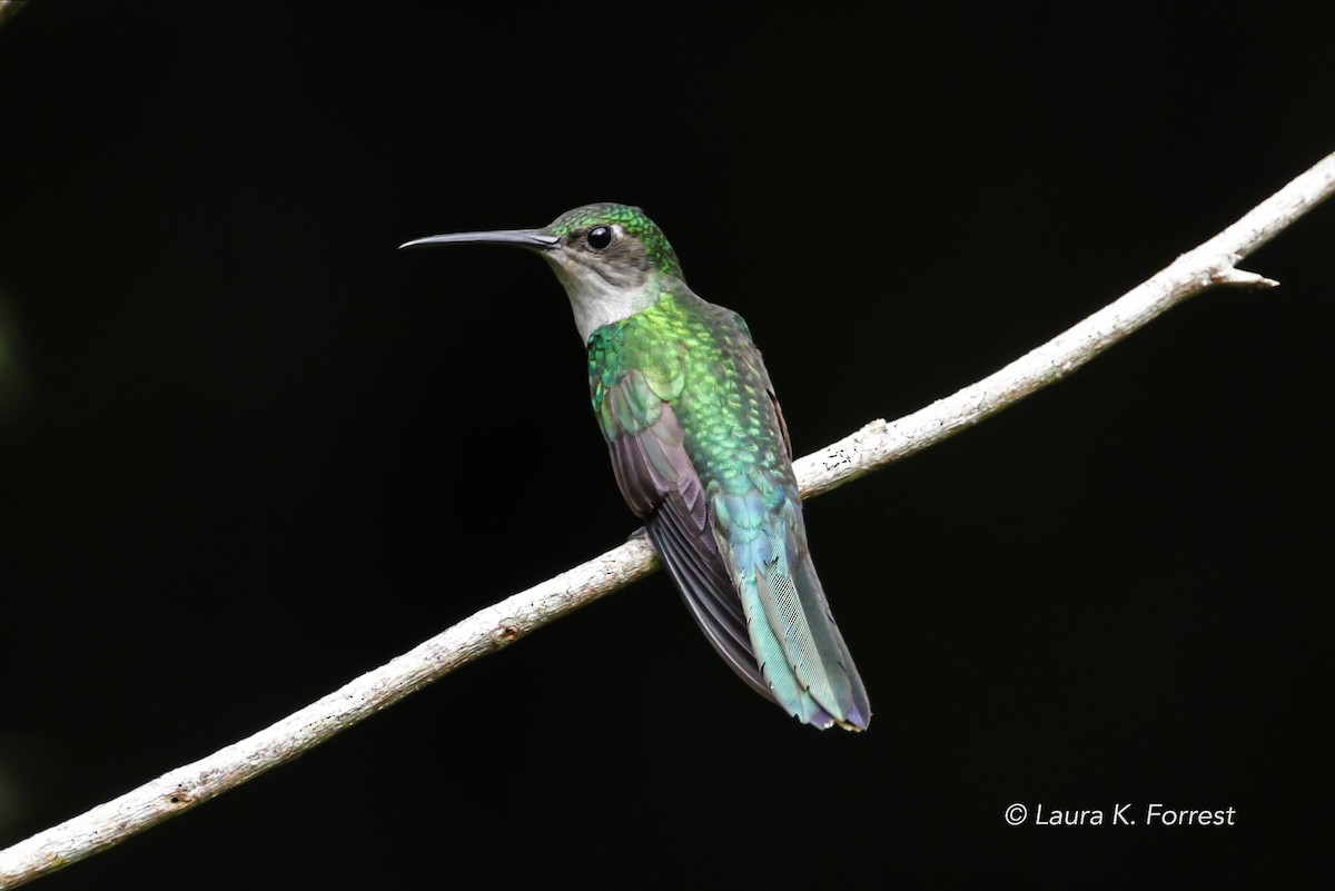 Many-spotted Hummingbird - ML620839933