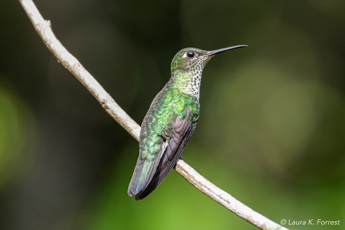 Many-spotted Hummingbird - ML620839934