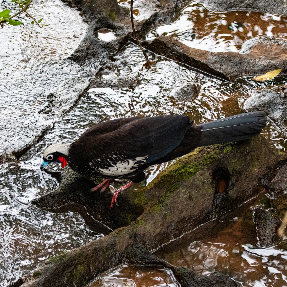 Black-fronted Piping-Guan - ML620839935