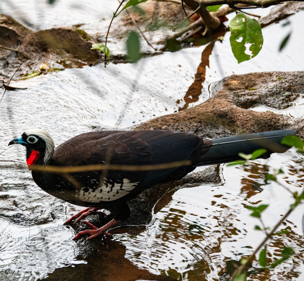 Black-fronted Piping-Guan - ML620839936