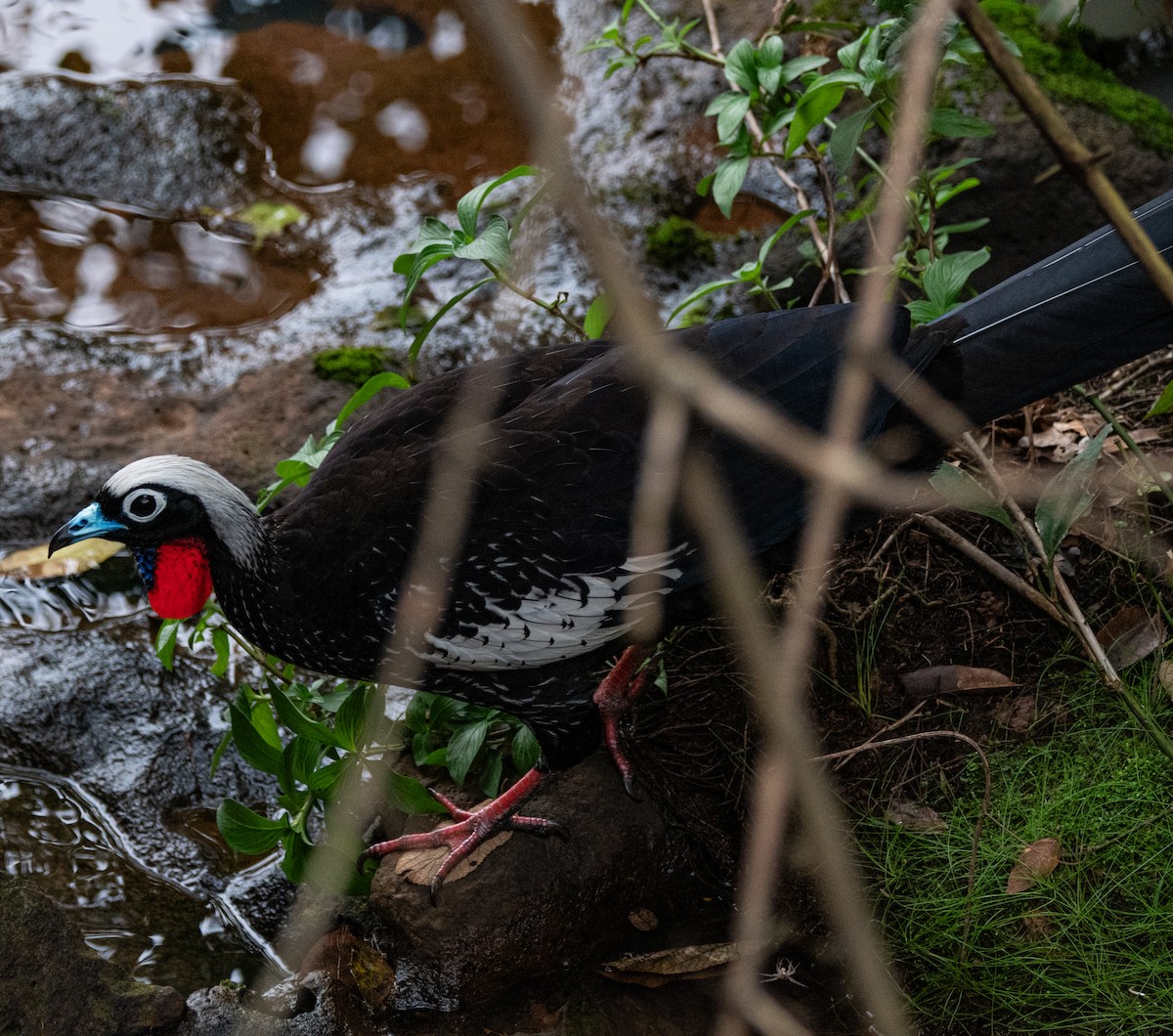 Black-fronted Piping-Guan - ML620839938
