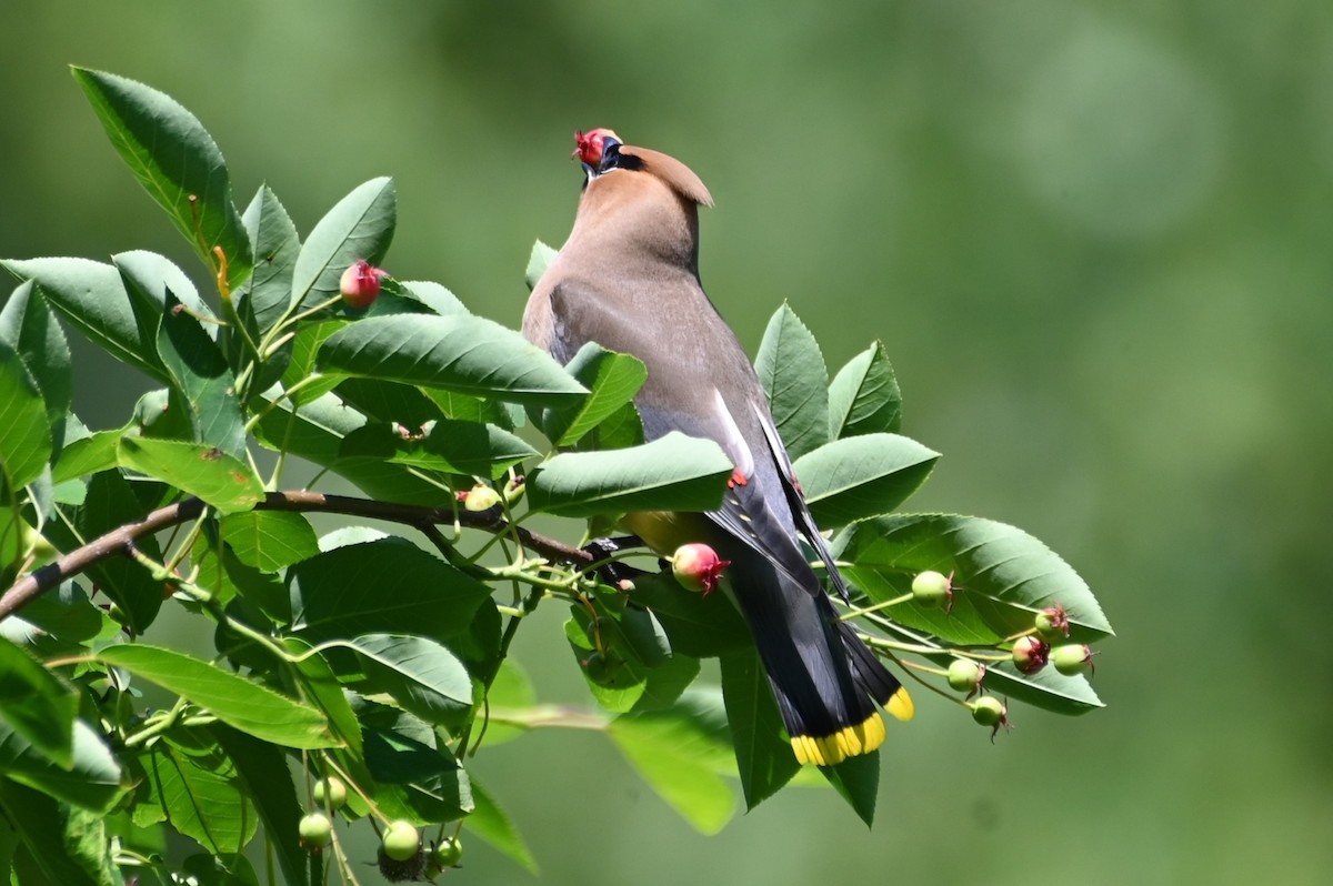 Cedar Waxwing - ML620839950