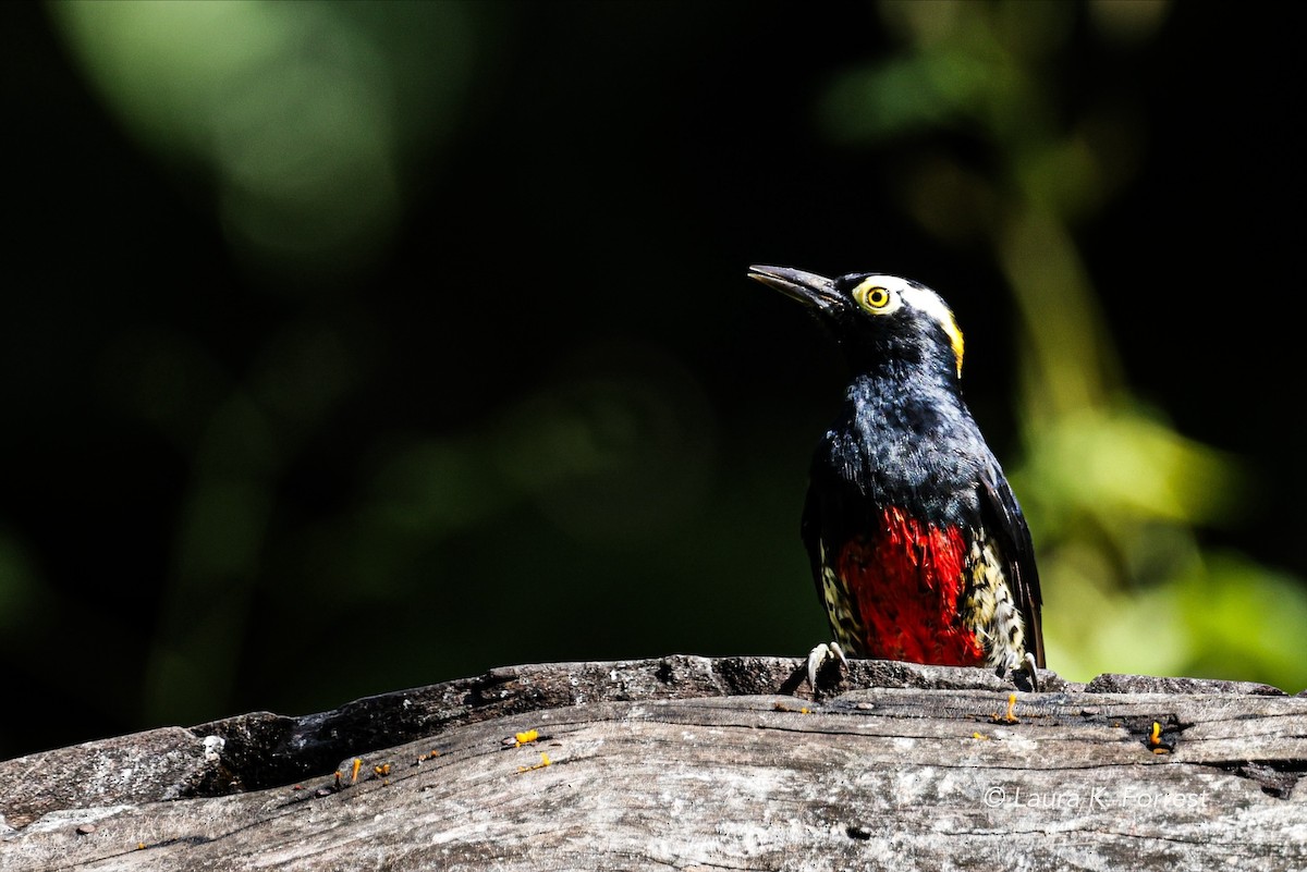 Yellow-tufted Woodpecker - ML620839979