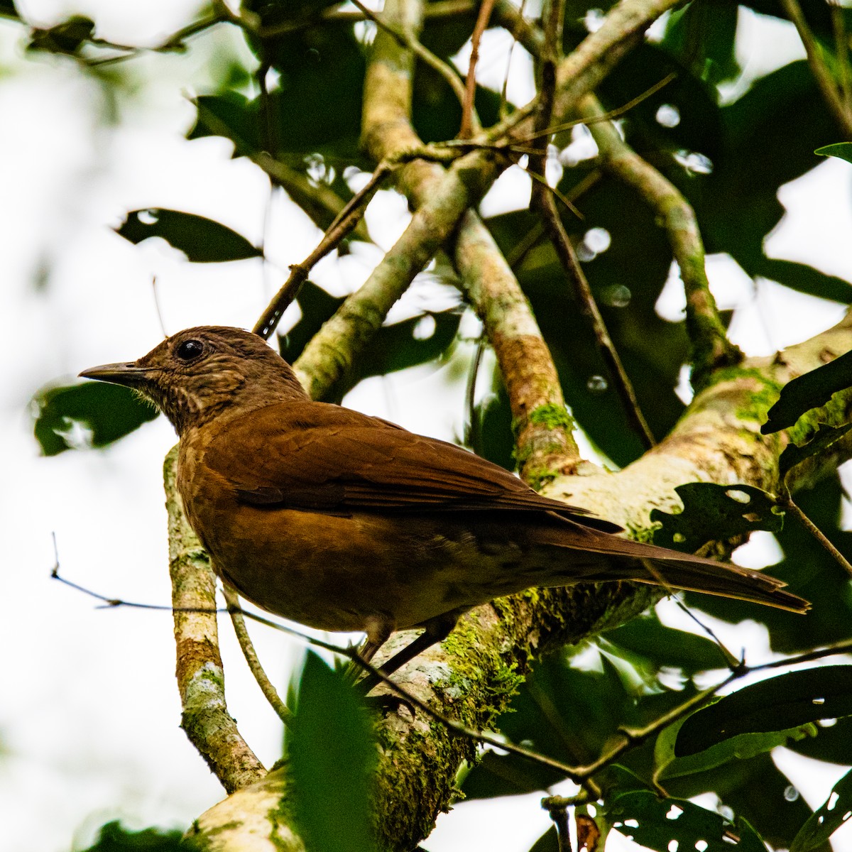 Pale-breasted Thrush - ML620839980