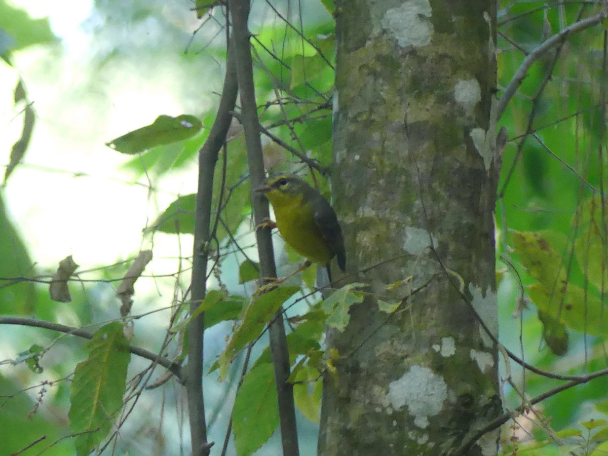 Golden-crowned Warbler - ML620839981