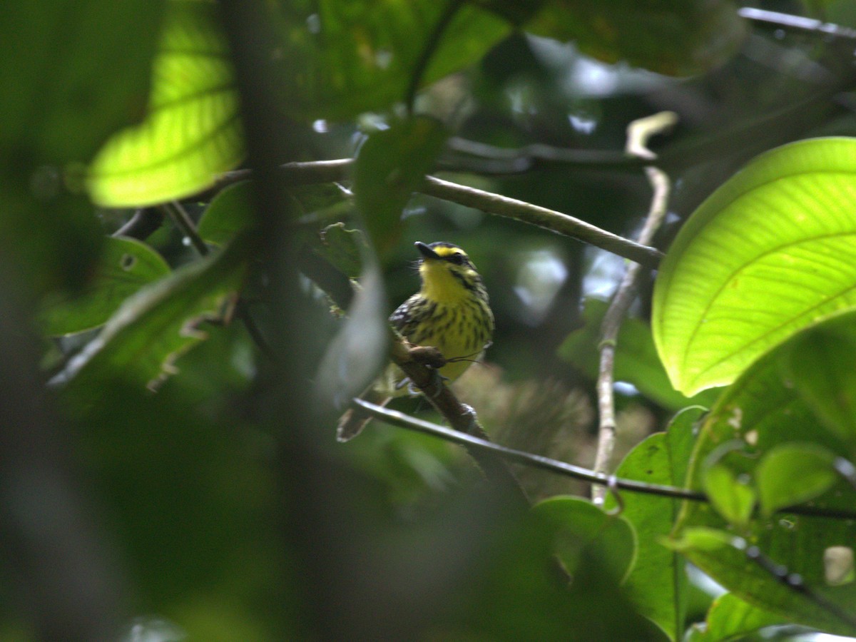 Yellow-browed Antbird - ML620839984