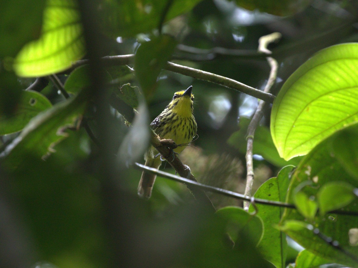 Yellow-browed Antbird - ML620839987