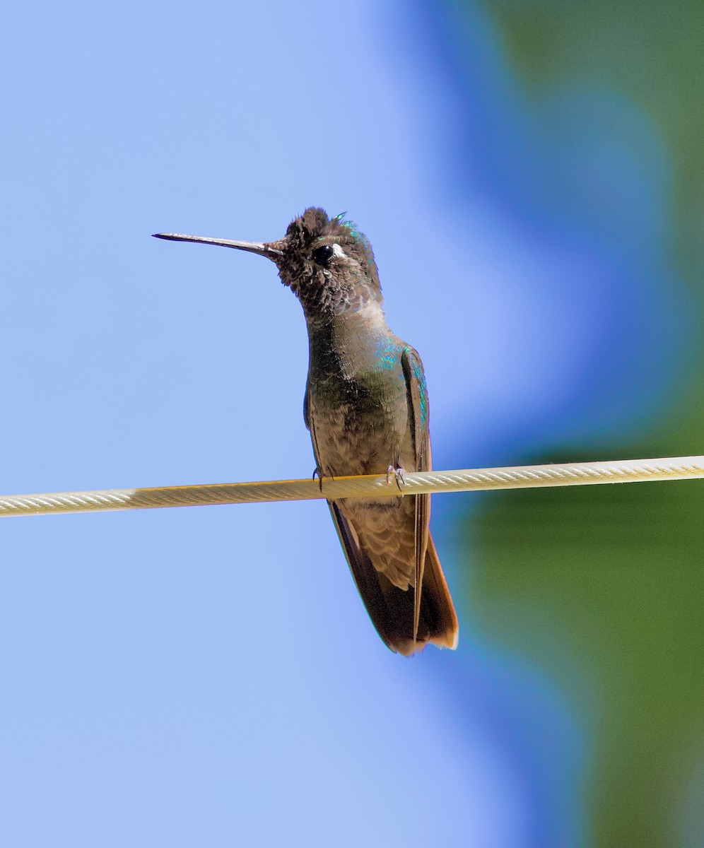 kolibřík skvostný - ML620840011