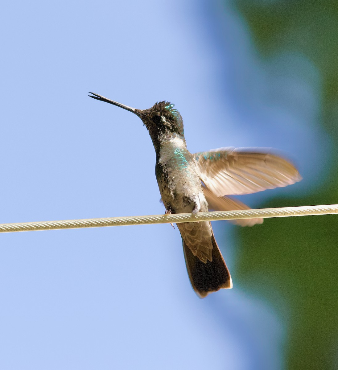 kolibřík skvostný - ML620840012