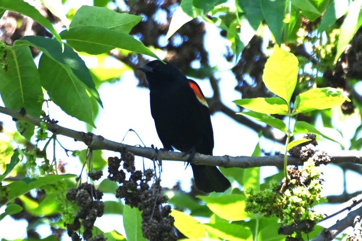 Red-winged Blackbird - ML620840026