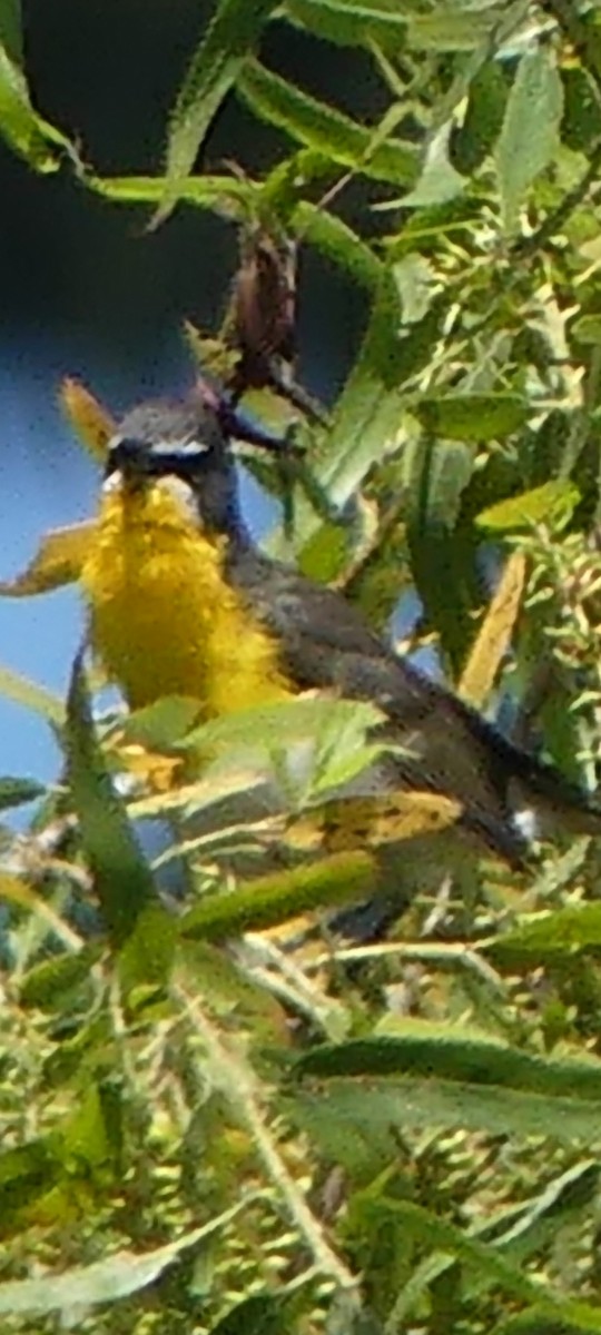 Yellow-breasted Chat - ML620840033