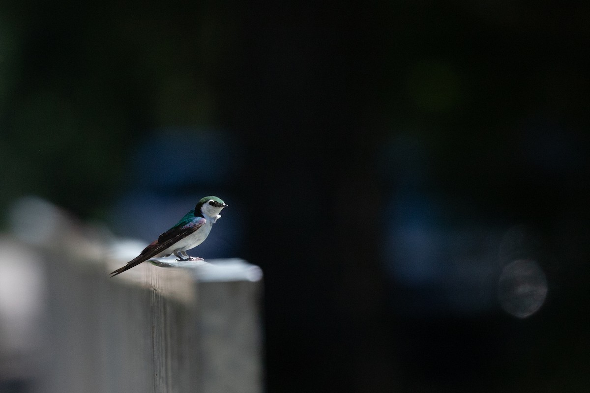 Violet-green Swallow - ML620840037