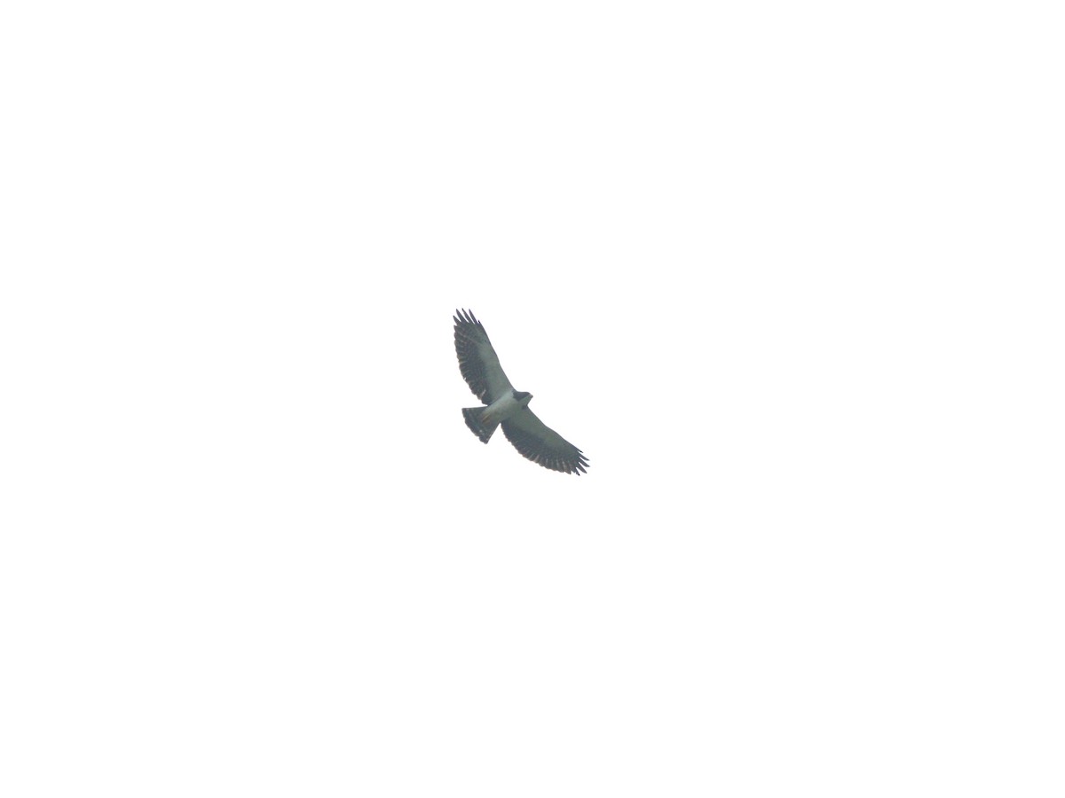 Short-tailed Hawk - ML620840057
