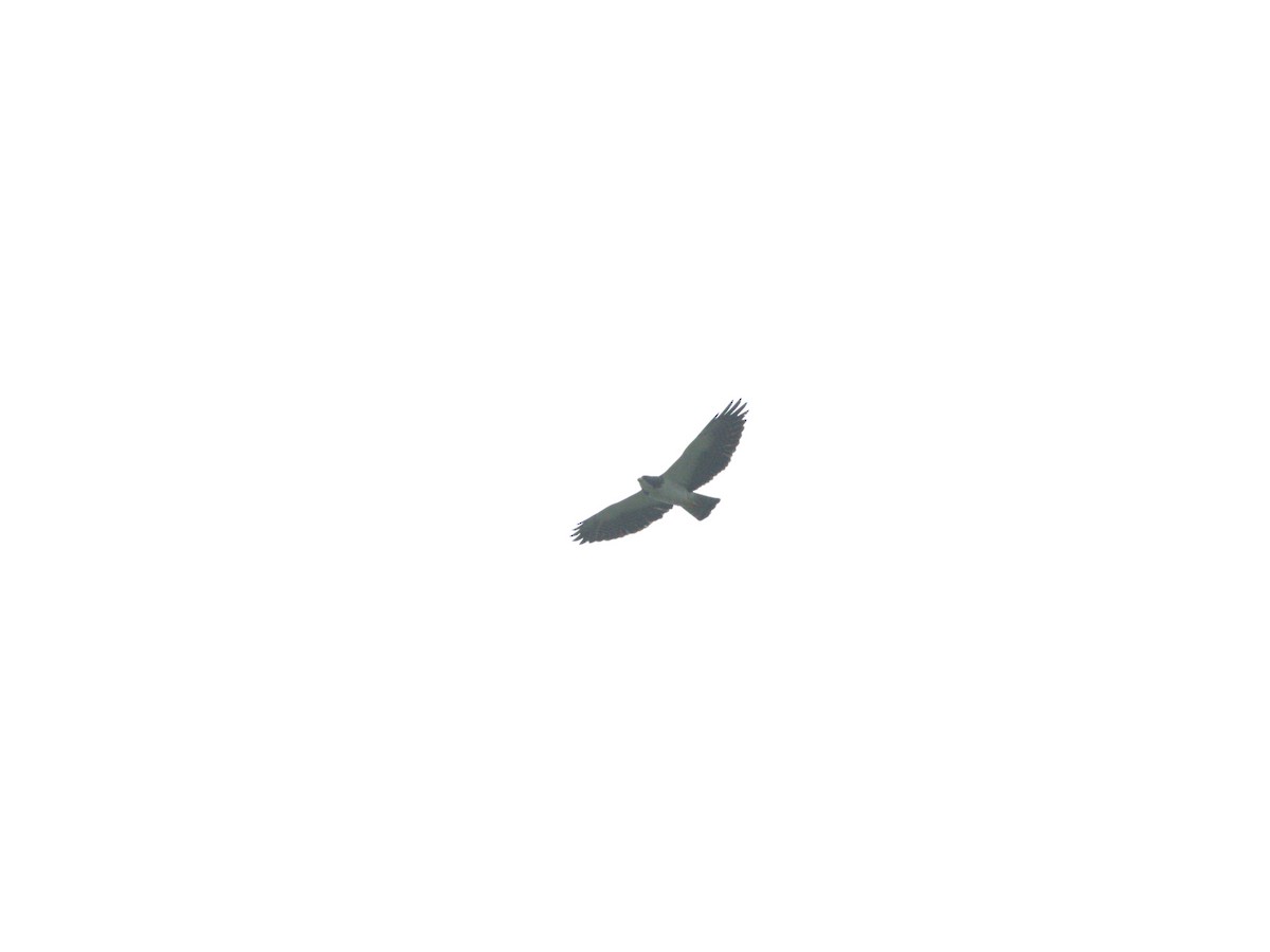 Short-tailed Hawk - ML620840064