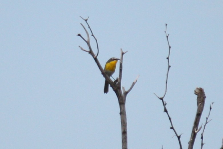 Yellow-breasted Chat - ML620840098