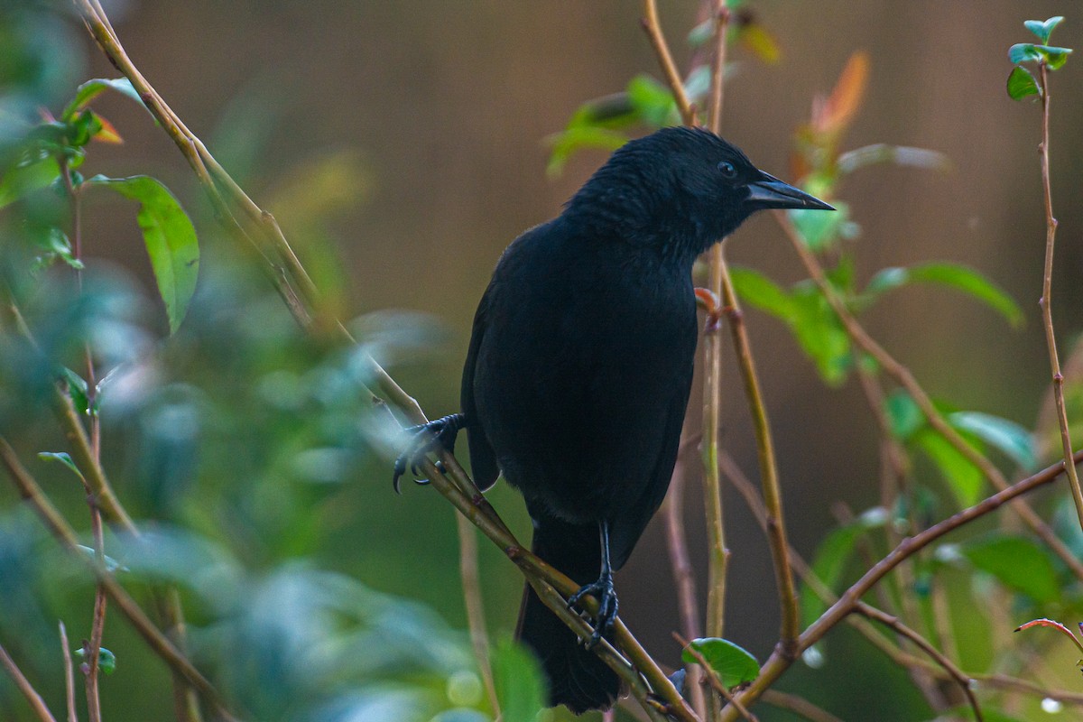 Austral Blackbird - ML620840099