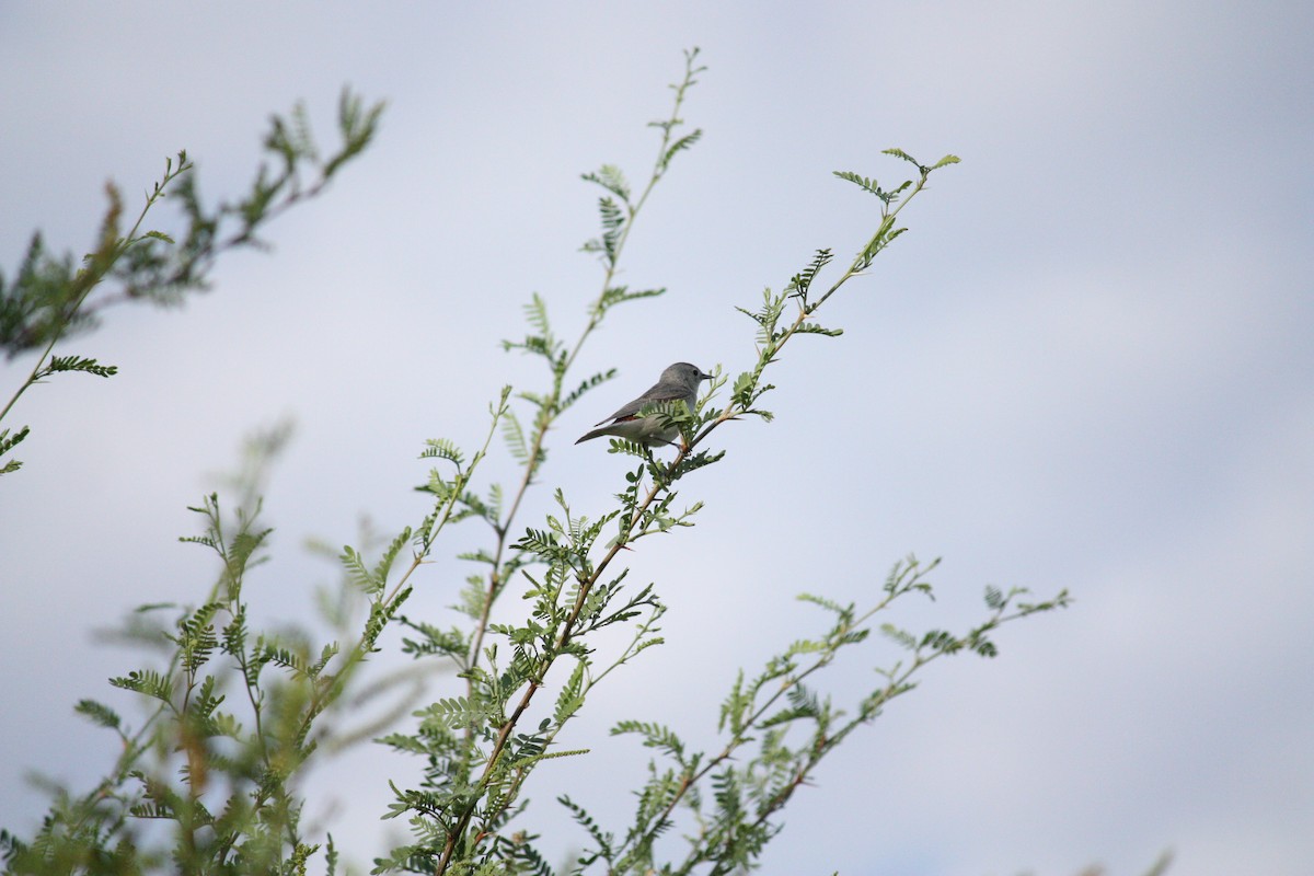 Lucy's Warbler - ML620840106