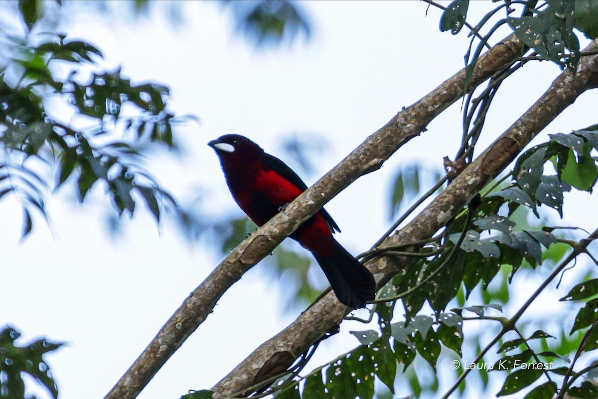 Black-bellied Tanager - ML620840110