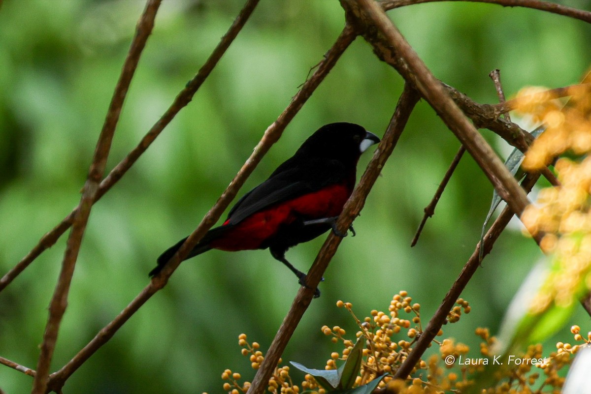 Black-bellied Tanager - ML620840111