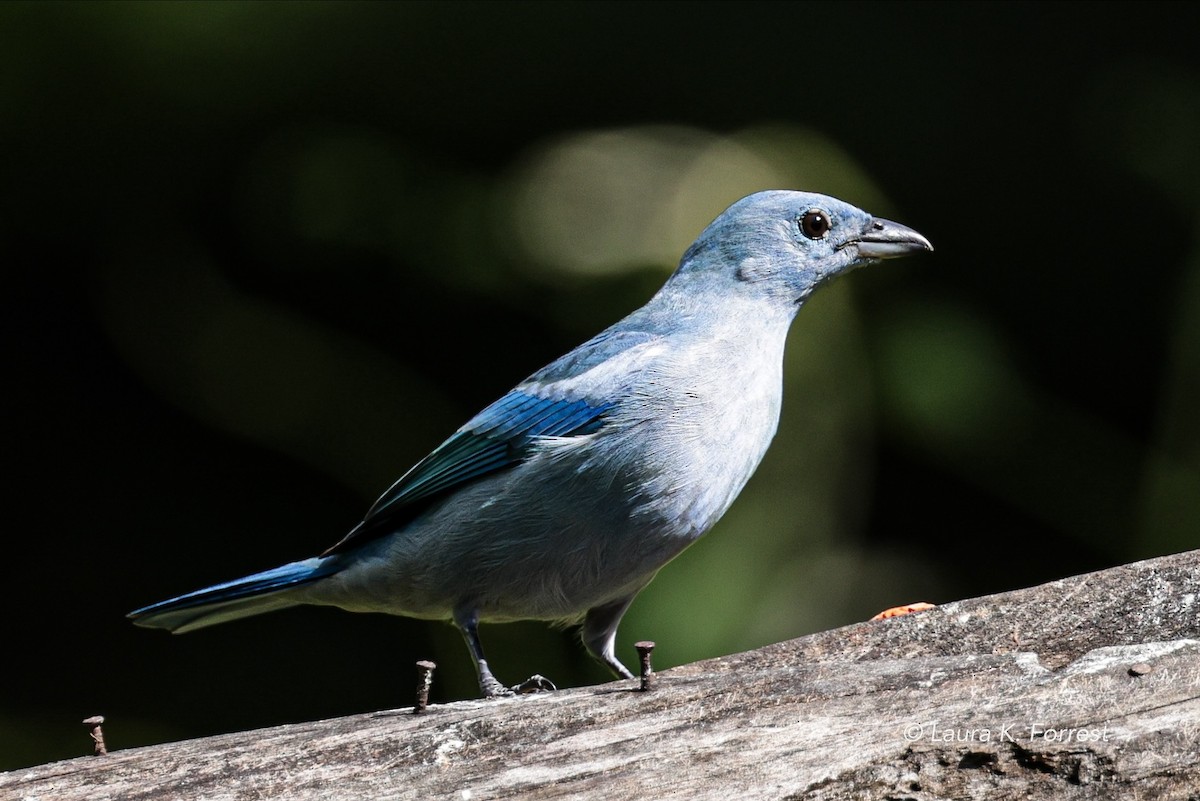 Blue-gray Tanager - ML620840119