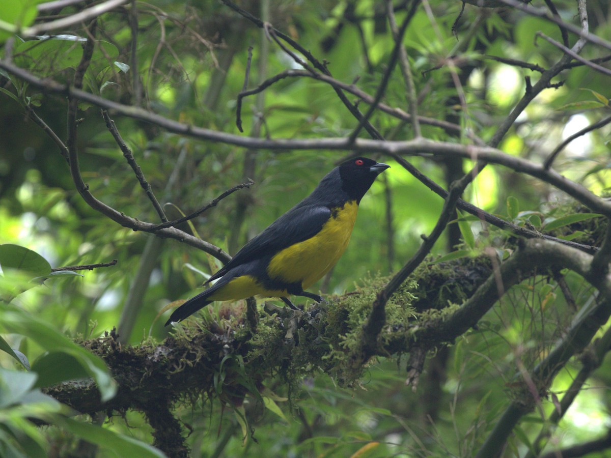 Hooded Mountain Tanager - ML620840130