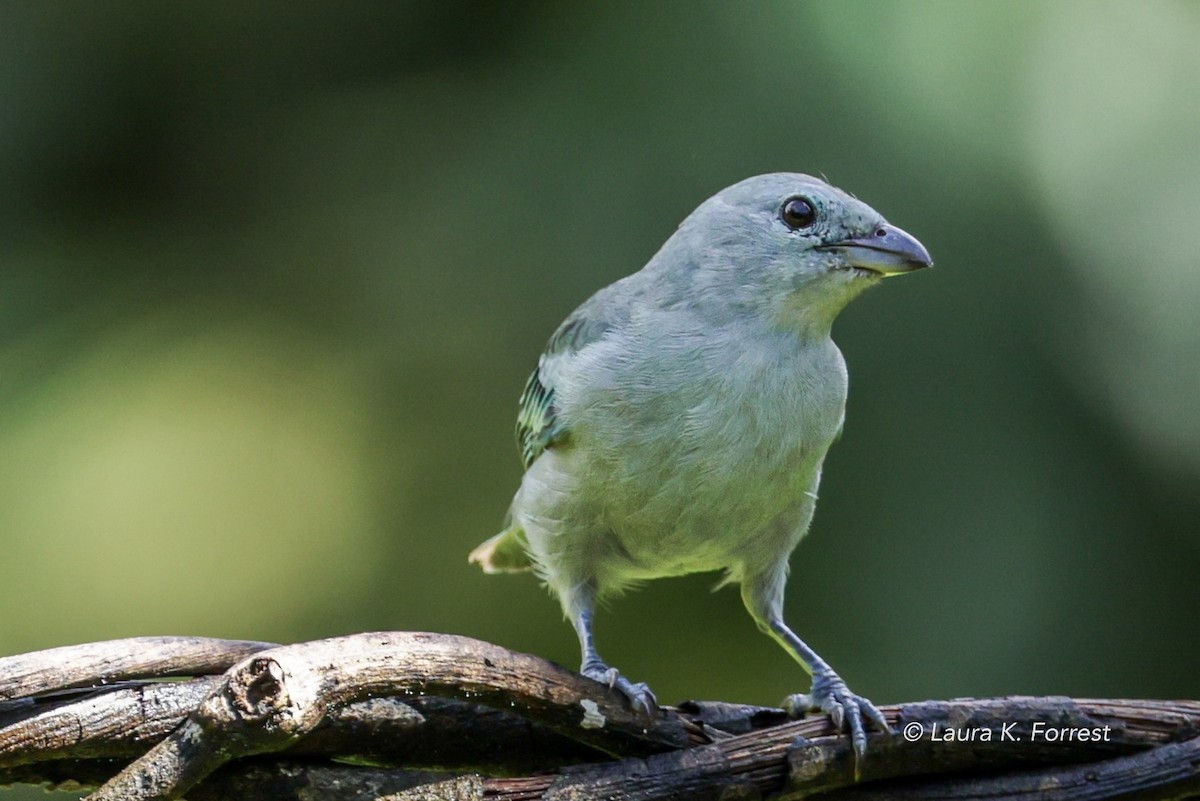 Palm Tanager - ML620840131