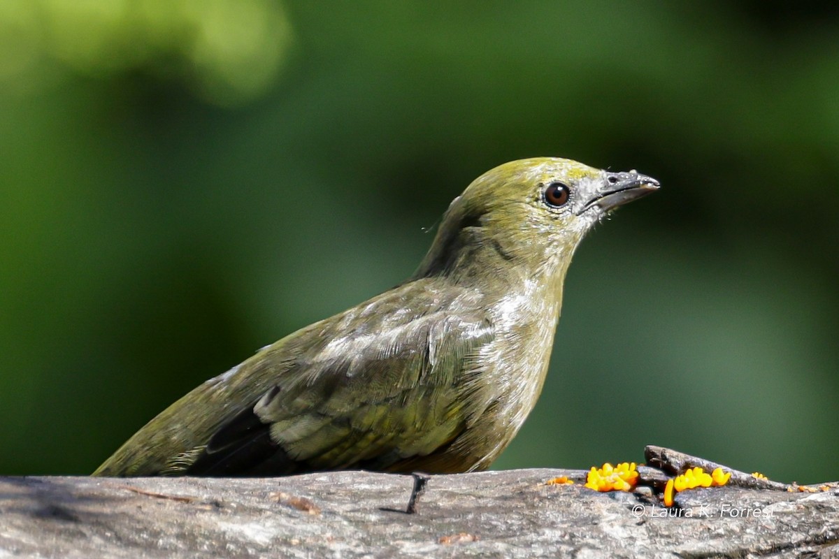 Palm Tanager - ML620840132