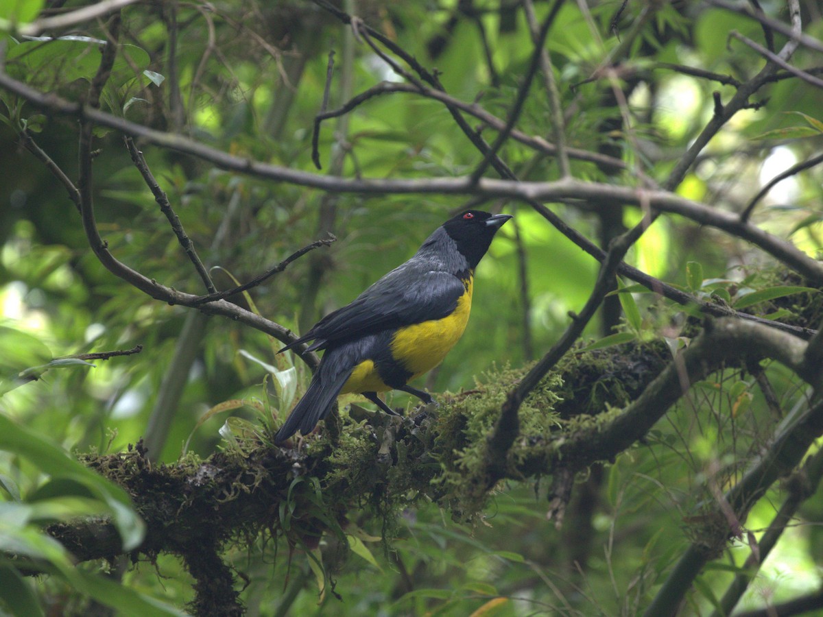 Hooded Mountain Tanager - ML620840134