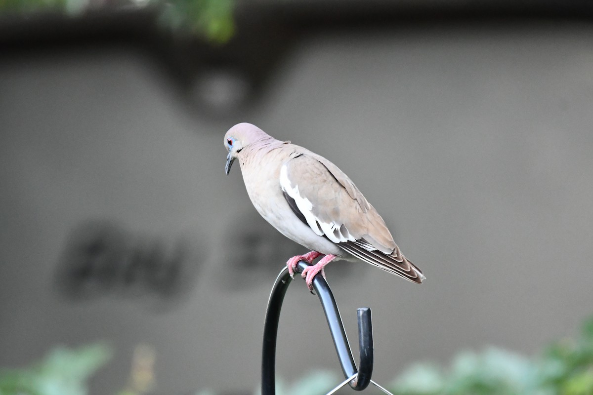 White-winged Dove - ML620840136
