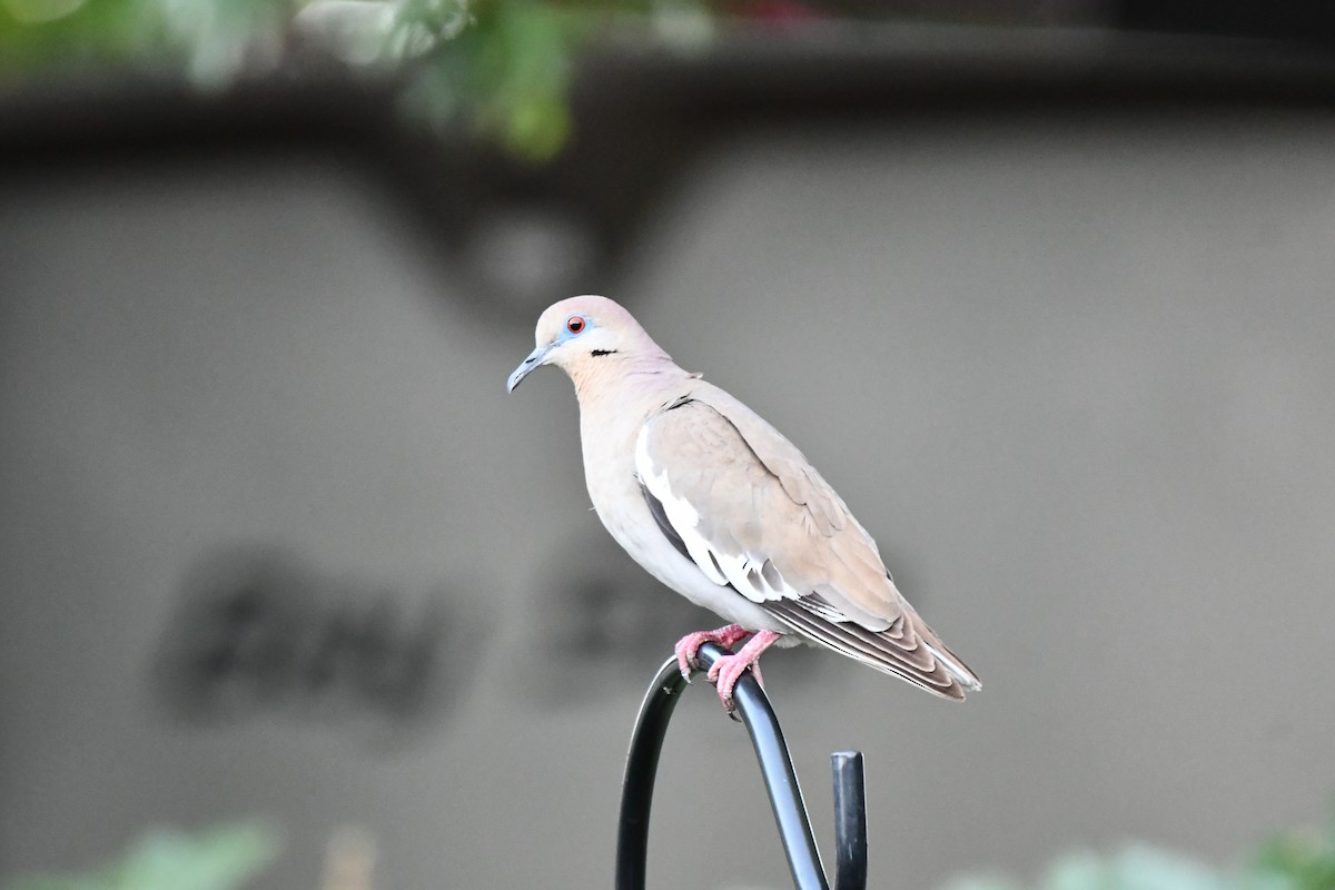 White-winged Dove - ML620840138