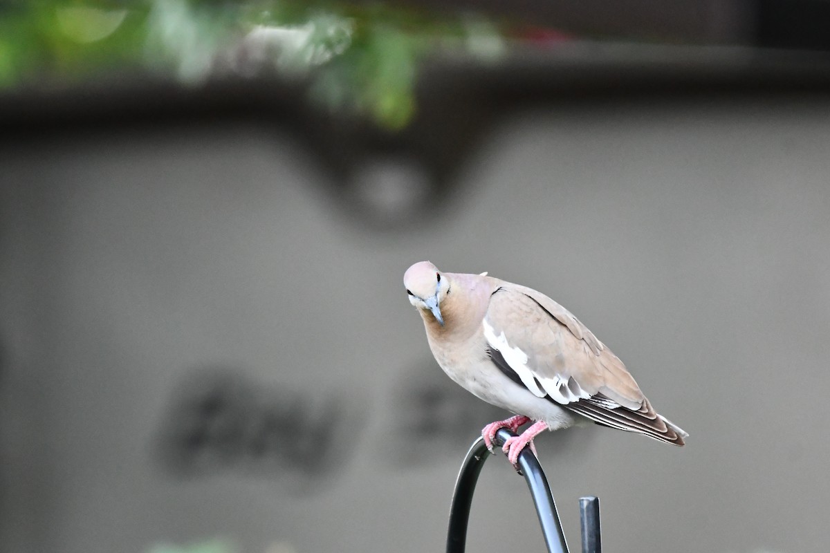 White-winged Dove - ML620840140