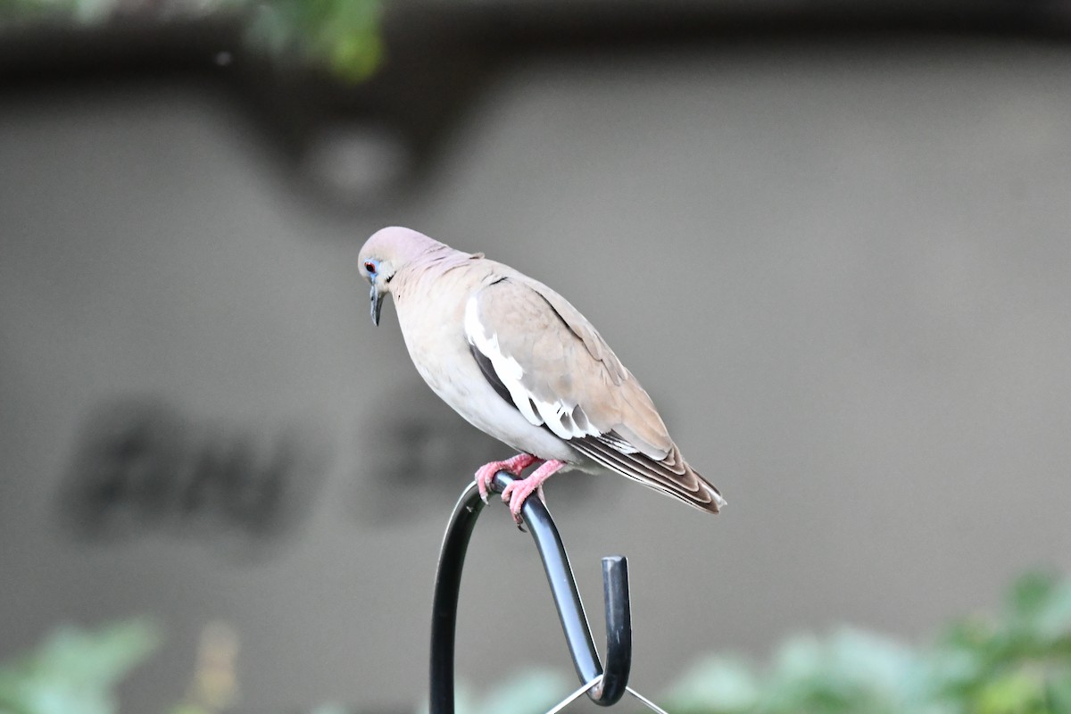 White-winged Dove - ML620840142