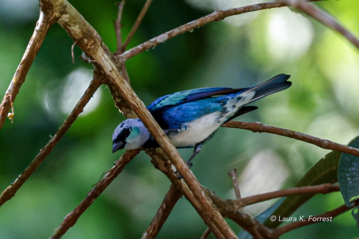 Masked Tanager - ML620840147