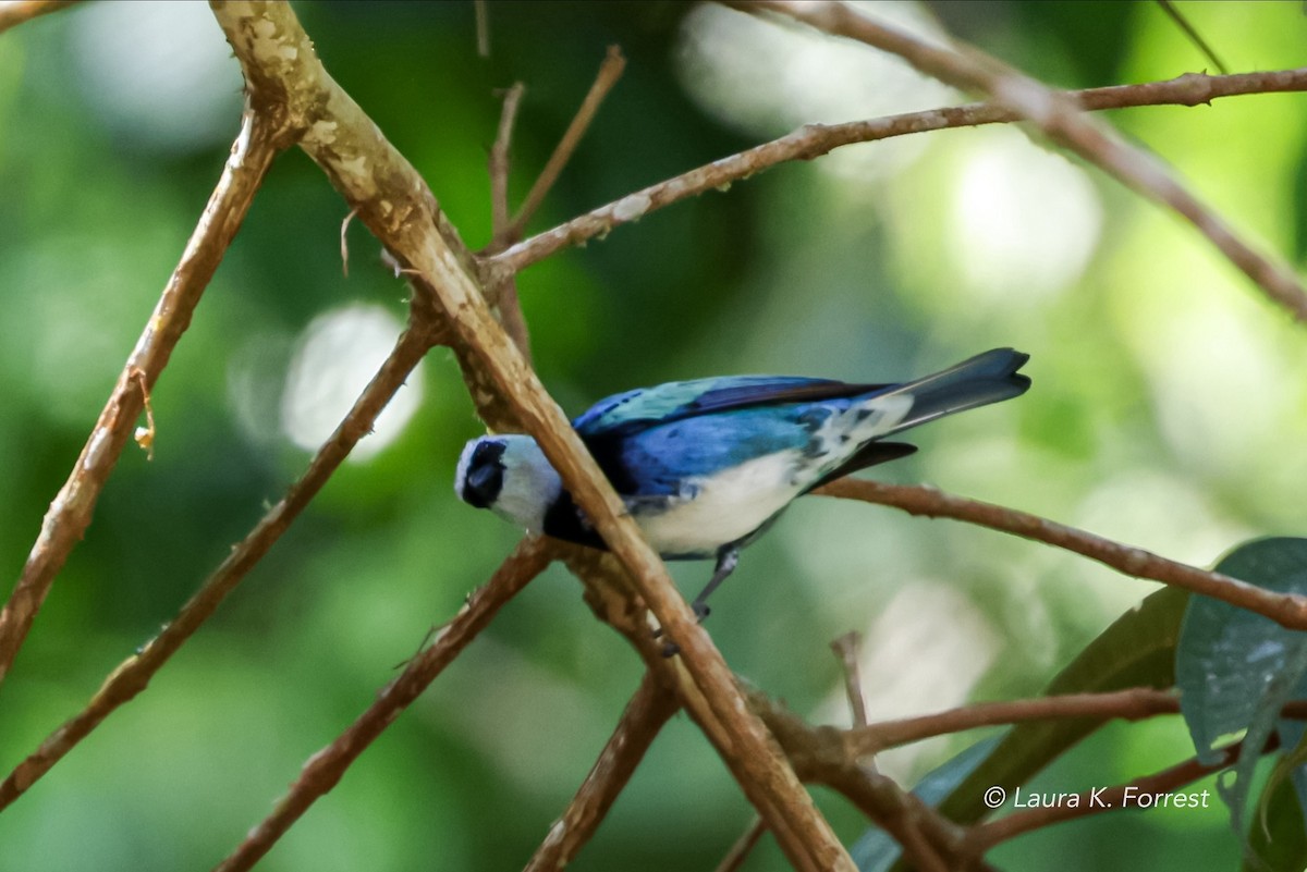 Masked Tanager - ML620840148