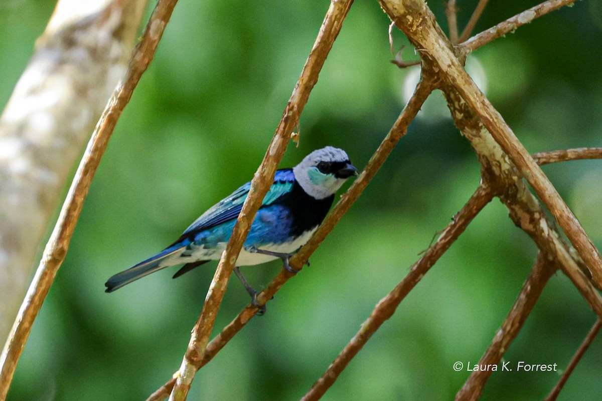 Masked Tanager - ML620840149