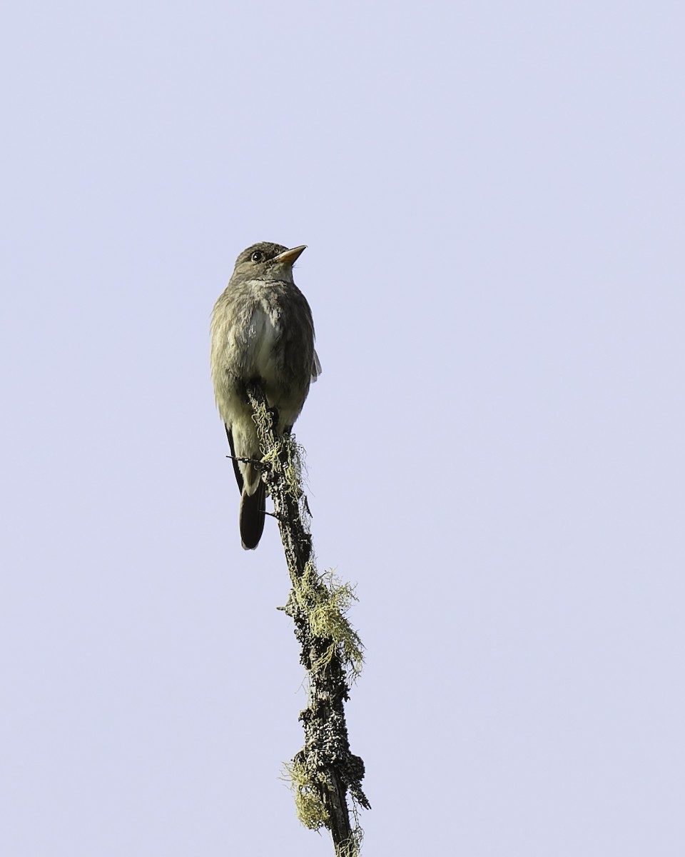 Olive-sided Flycatcher - ML620840155