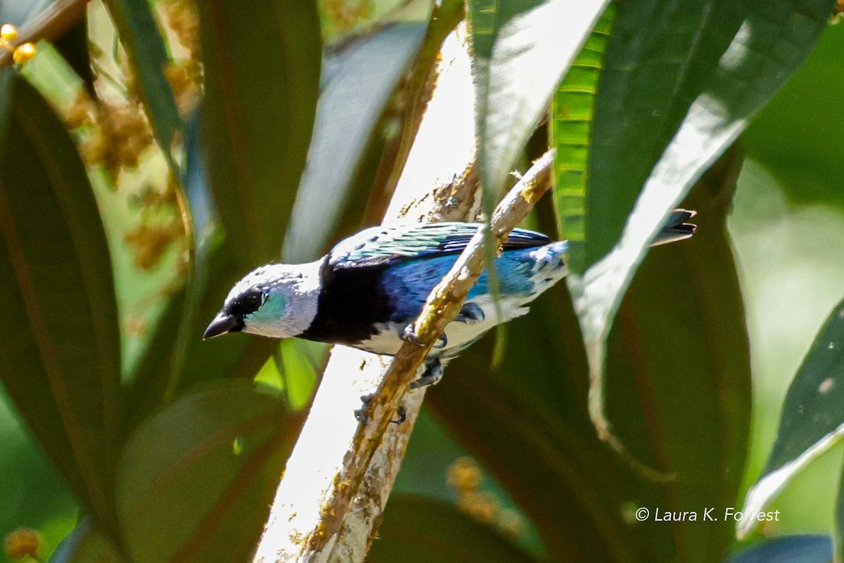 Masked Tanager - ML620840165